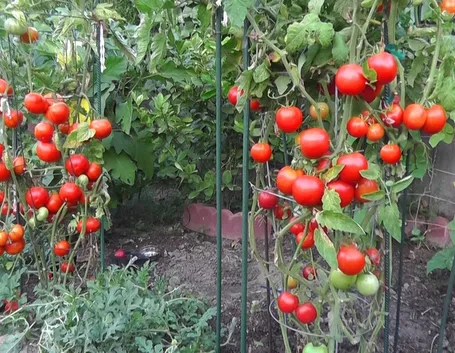 Piante pomodori