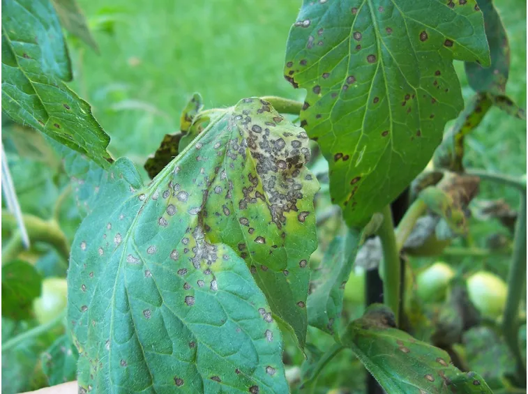 Pianta pomodoro infettata