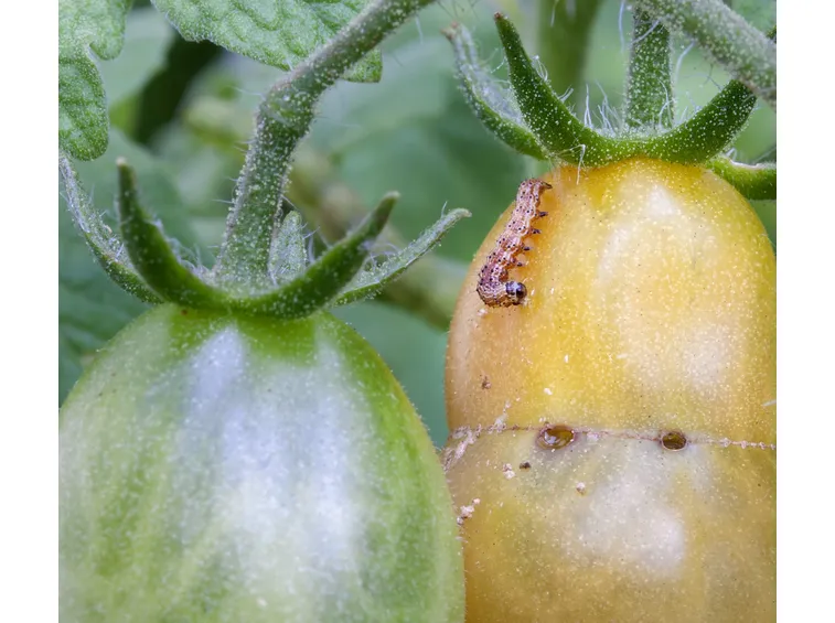 Pomodoro parassiti