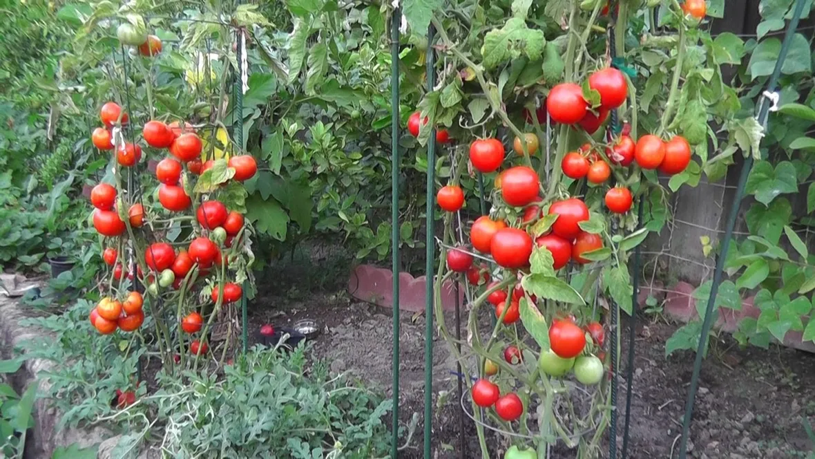 Piante pomodori