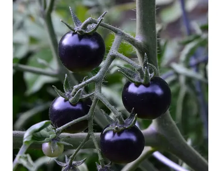 Pianta di pomodori neri