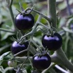 Pianta di pomodori neri