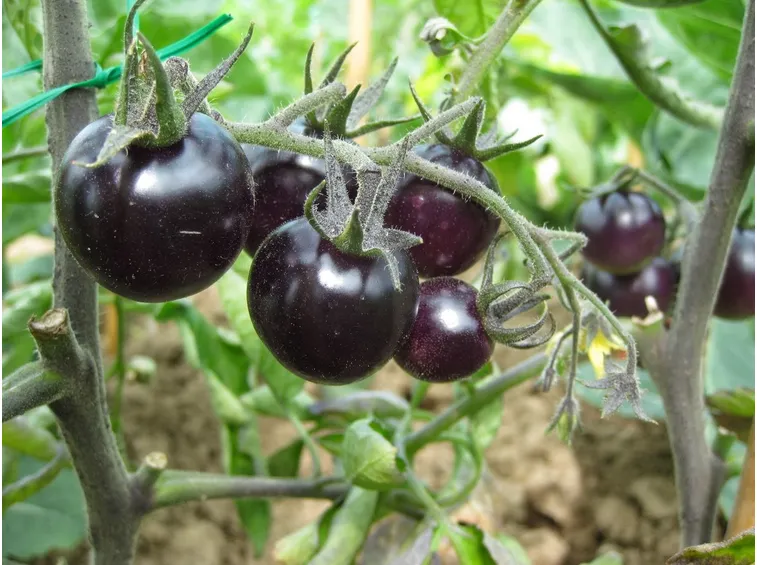 coltivazione pomodori neri