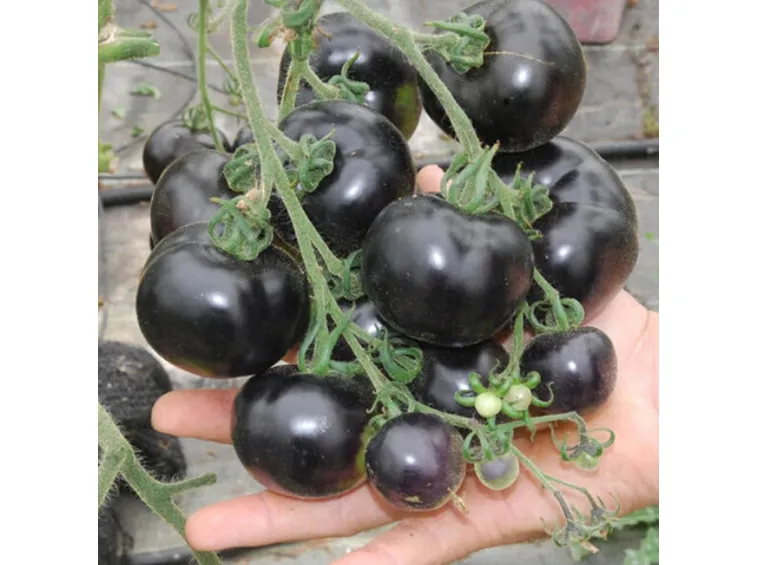 Raccolta pomodori neri
