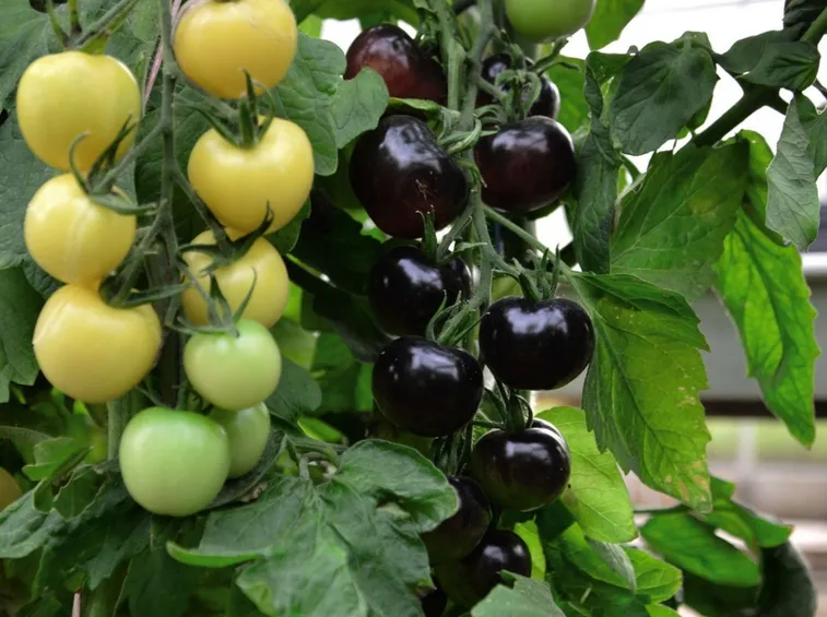Pomodori neri coltivazione