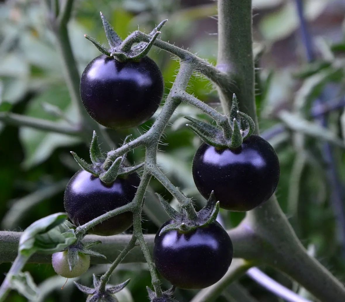 Pianta di pomodori neri