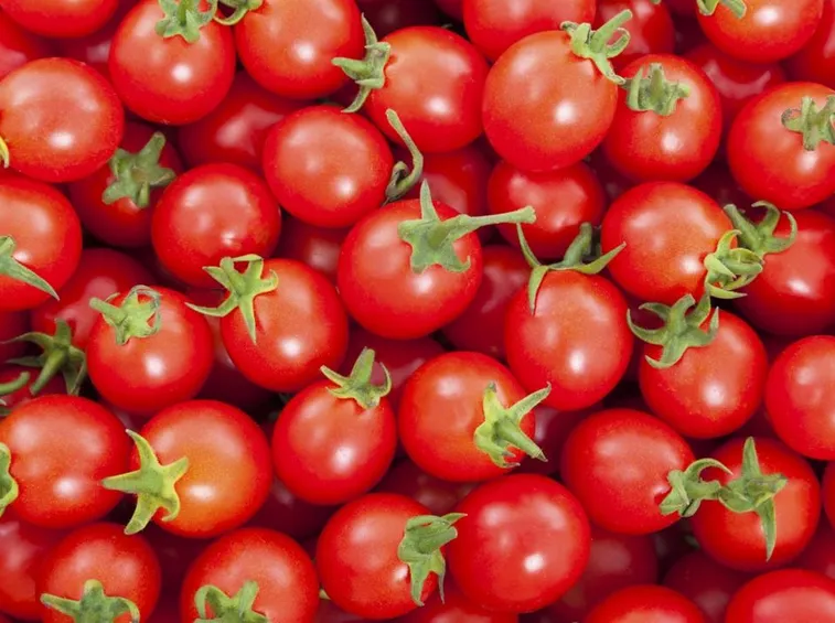 pomodoro ciliegino