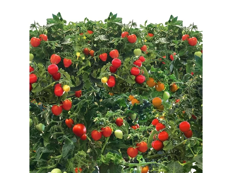 coltivazione pomodoro ciliegino