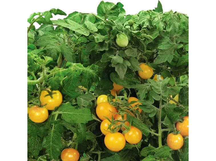 pomodori gialli