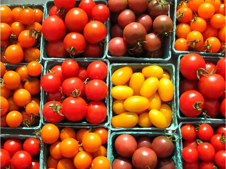 varietà pomodori ciliegino 