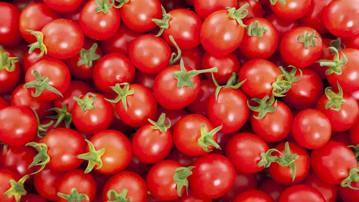 pomodoro ciliegino