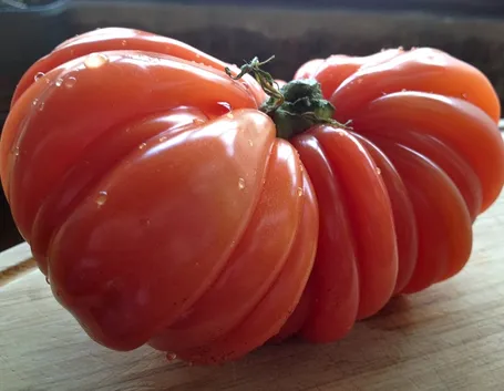 Pomodoro cuore di bue