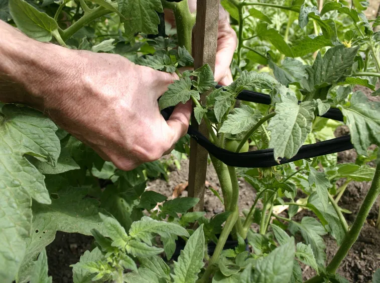 pomodoro cuore di bue