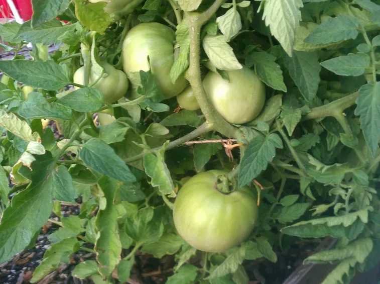 pomodori cuore di bue