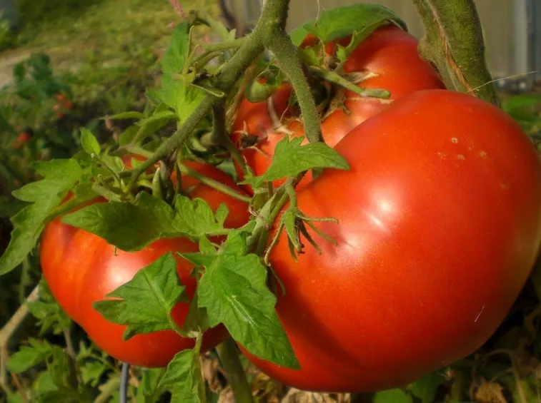 pomodori cuore di bue