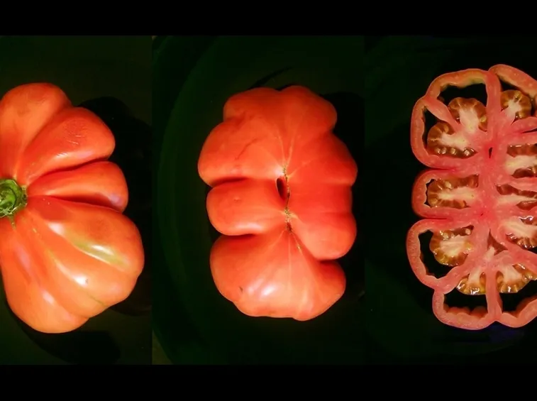 pomodoro cuore di bue