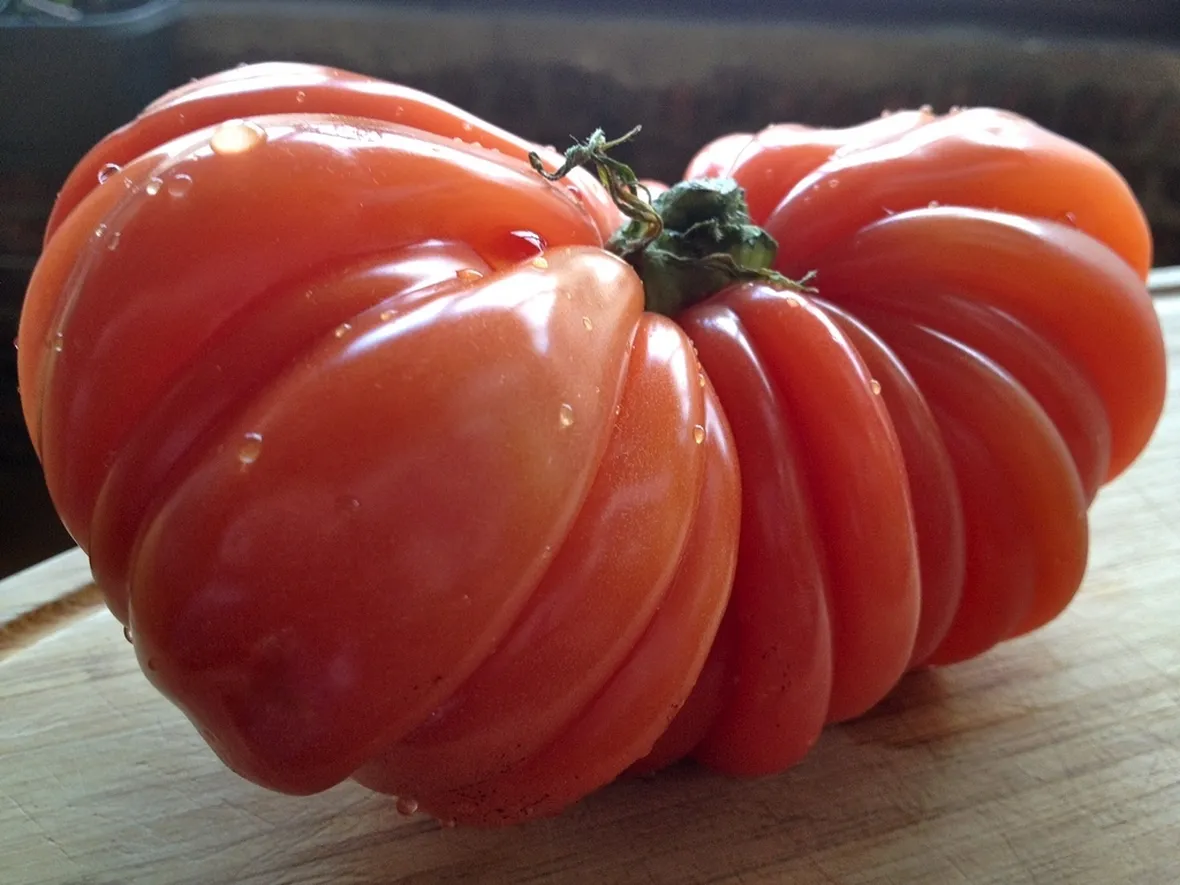 Pomodoro cuore di bue