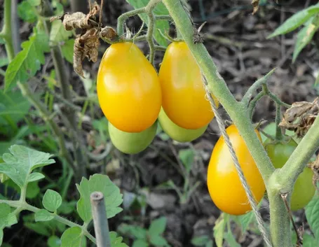 pomodoro giallo