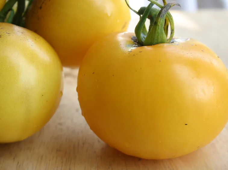 pomodoro giallo