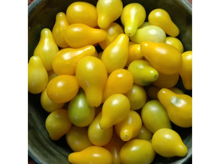 pomodori gialli a pera