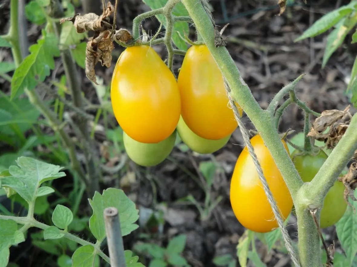pomodoro giallo