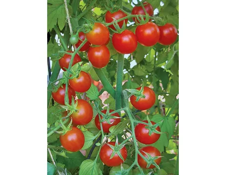 pomodoro pachino