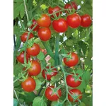 pomodoro pachino