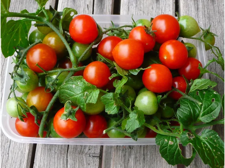 pomodoro pachino