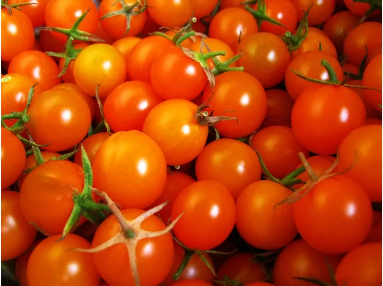 pomodori pachino