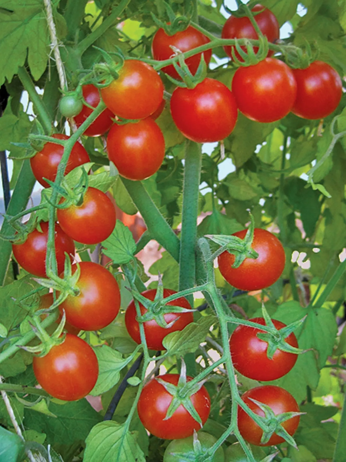 pomodoro pachino