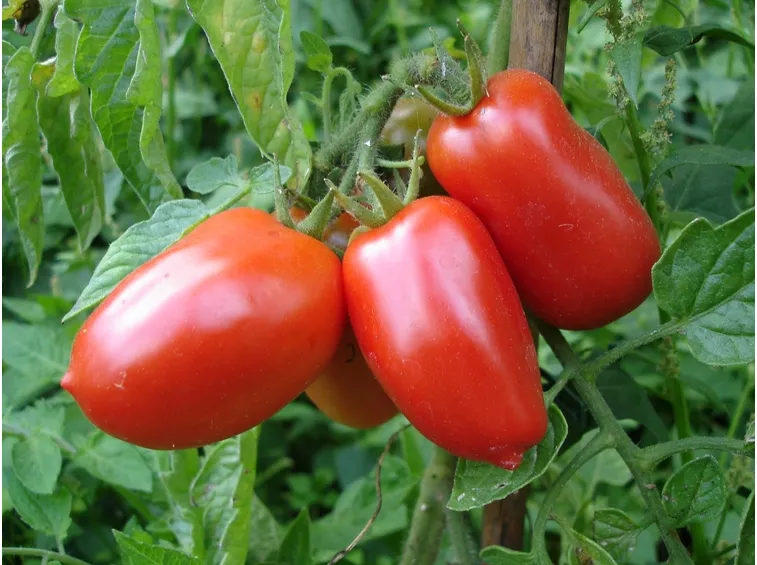 piante san marzano