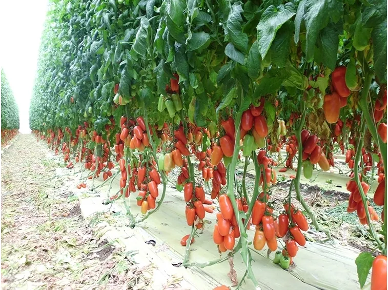 pomodoro san marzano
