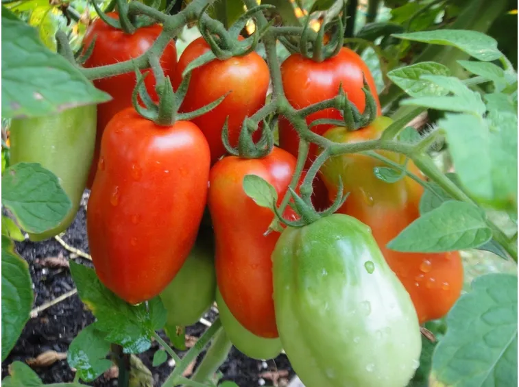 pomodori pachino