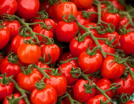 pomodoro tondo liscio