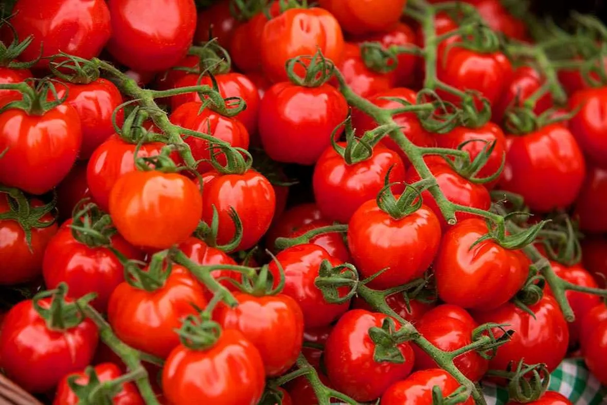 pomodoro tondo liscio