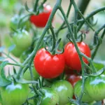 Seminare pomodori