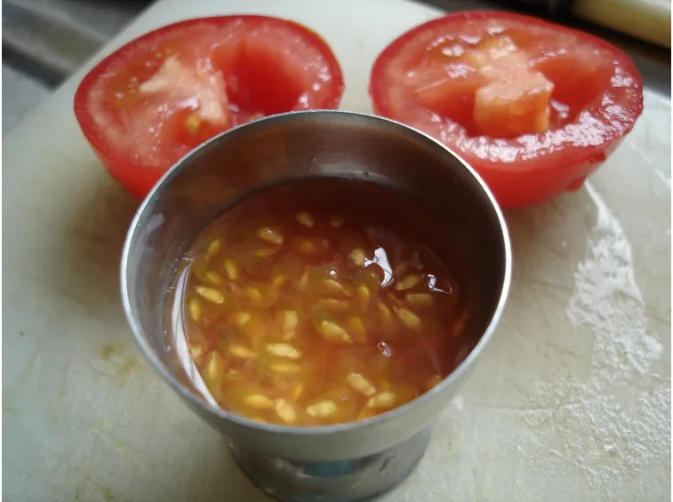 Prelievo semi di pomodoro