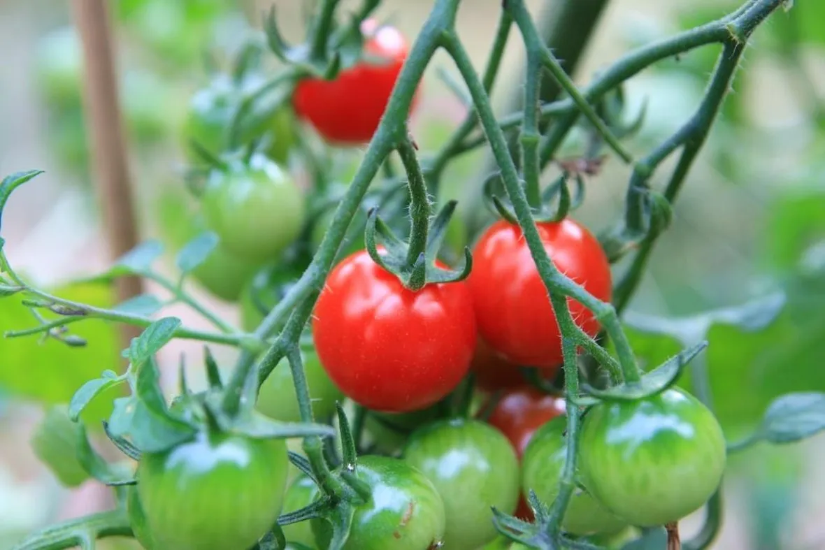 Seminare pomodori