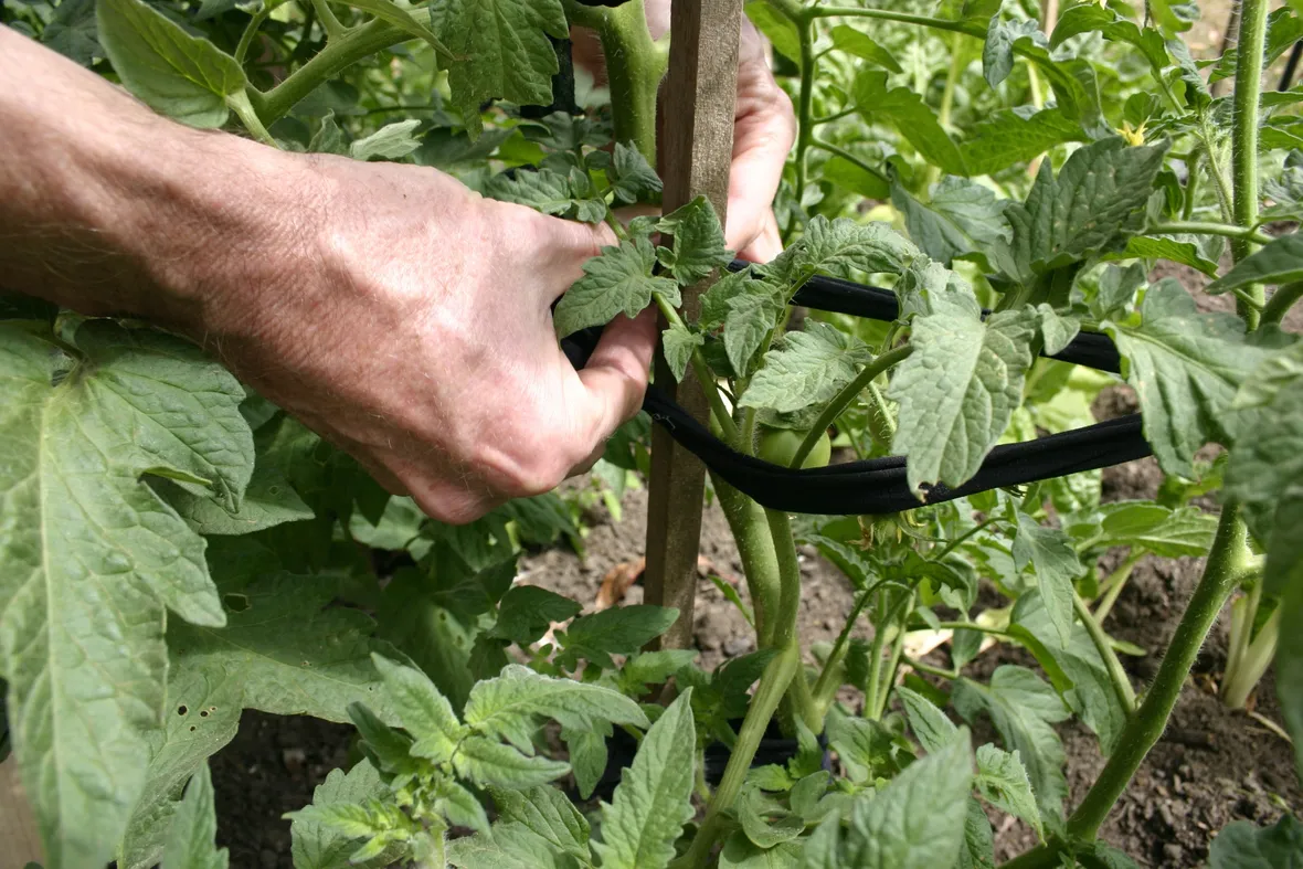 Pomodoro