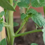 coltivazione pomodori