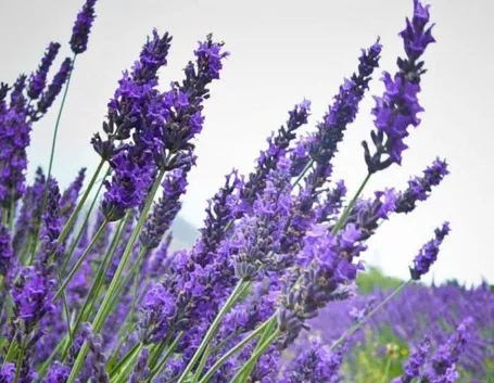 lavanda