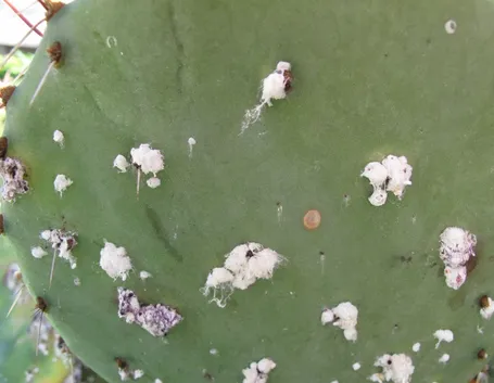cocciniglia