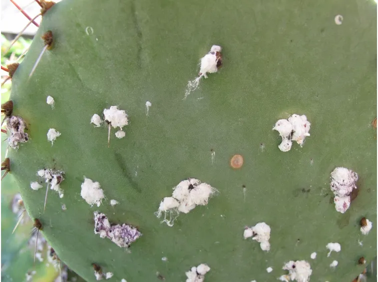 cocciniglia