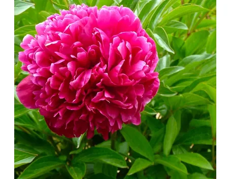 peonia