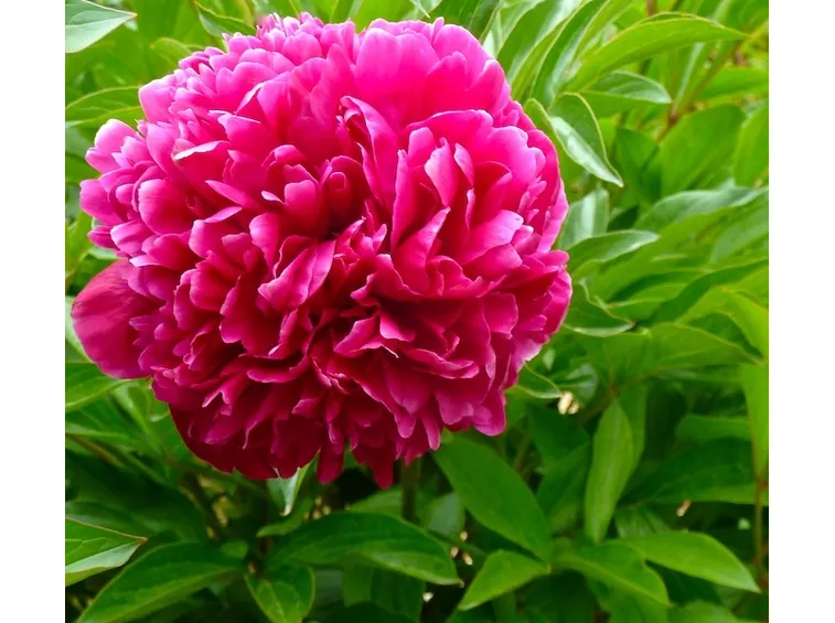 peonia