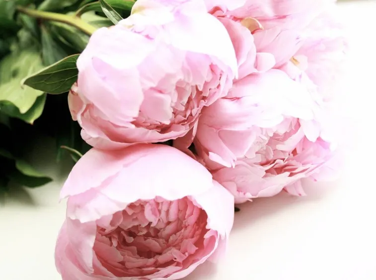 peonia
