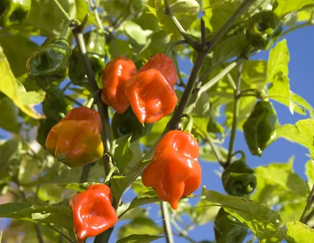 Peperoncino