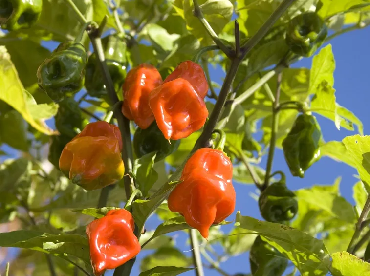 Peperoncino