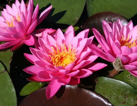 nelumborosa