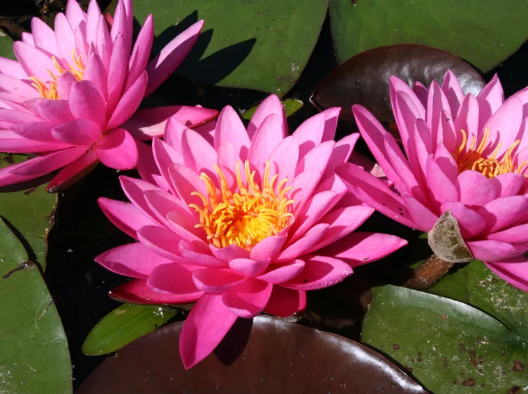 nelumborosa